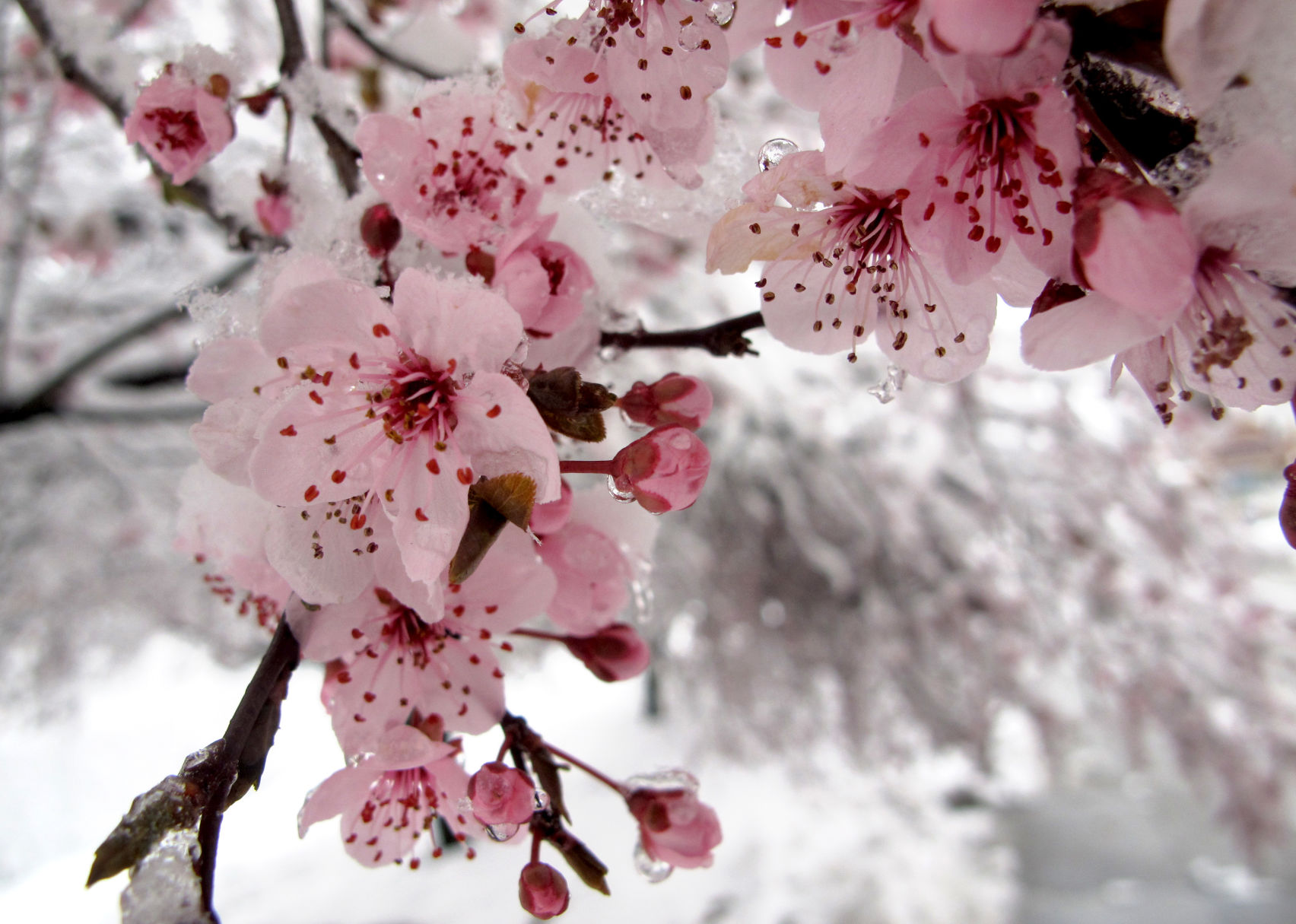 2013-03-25 LNA 0326 snow 5.jpg